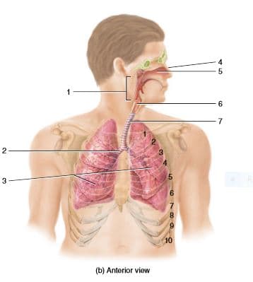 4
1
4.
3
6.
8.
6.
10
(b) Anterior view
2.
