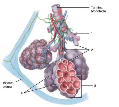 Terminal
bronchiole
2
Visceral
pleura
3
