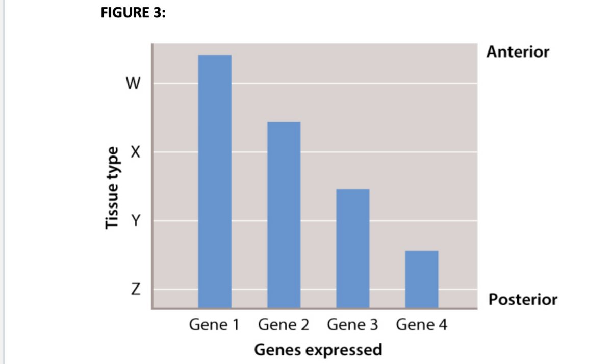 ### Gene Expression Across Different Tissue Types

**Figure 3:**

This bar graph illustrates the expression levels of four distinct genes (Gene 1, Gene 2, Gene 3, Gene 4) across four different tissue types, labeled W, X, Y, and Z. The tissue types are arranged from anterior (top) to posterior (bottom).

- **Gene 1**: Exhibits the highest expression in tissue type W.
- **Gene 2**: Shows substantial expression in tissue type X, although it falls short of Gene 1’s expression in tissue type W. 
- **Gene 3**: Demonstrates a moderate level of expression in tissue type Y.
- **Gene 4**: Displays the lowest expression among the sampled genes, with measurable levels only in tissue type Z.

Understanding the spatial and quantitative differences in gene expression is crucial for studies in developmental biology, as it helps elucidate how genes contribute to the formation and function of different tissues in an organism. Each gene's distinct pattern of expression provides insights into its specific role within these tissue types.