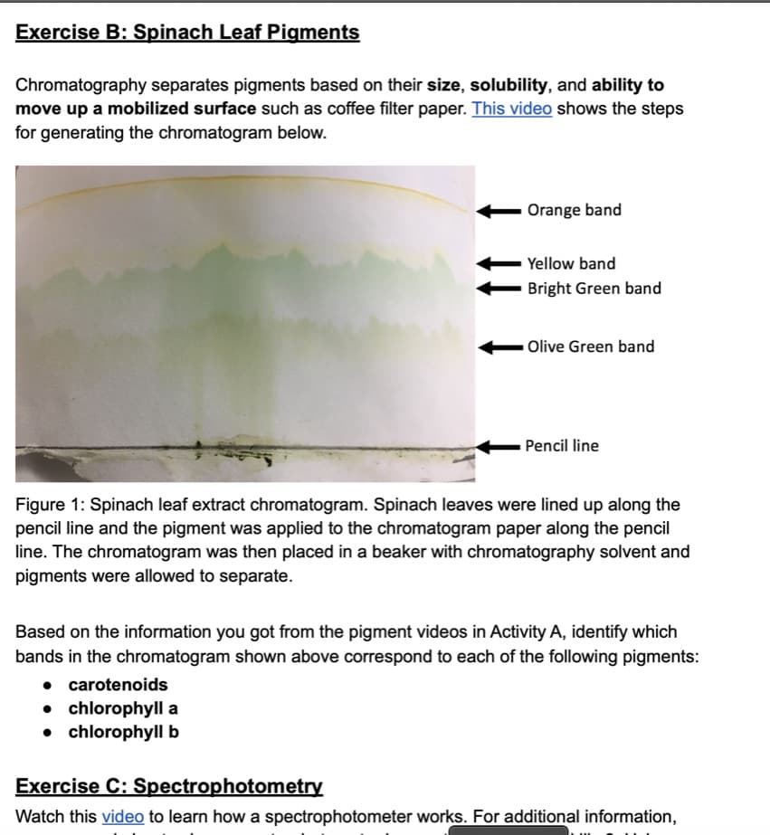 Exercise B: Spinach Leaf Pigments
Chromatography separates pigments based on their size, solubility, and ability to
move up a mobilized surface such as coffee filter paper. This video shows the steps
for generating the chromatogram below.
Orange band
Yellow band
Bright Green band
Olive Green band
Pencil line
Figure 1: Spinach leaf extract chromatogram. Spinach leaves were lined up along the
pencil line and the pigment was applied to the chromatogram paper along the pencil
line. The chromatogram was then placed in a beaker with chromatography solvent and
pigments were allowed to separate.
Based on the information you got from the pigment videos in Activity A, identify which
bands in the chromatogram shown above correspond to each of the following pigments:
• carotenoids
• chlorophyll a
• chlorophyll b
Exercise C: Spectrophotometry
Watch this video to learn how a spectrophotometer works. For additional information,
