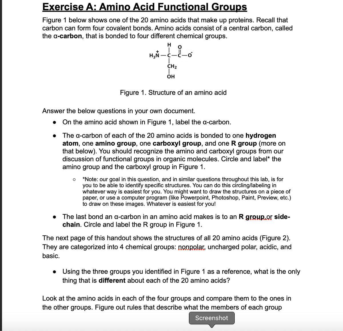 Exercise A: Amino Acid Functional Groups
Figure 1 below shows one of the 20 amino acids that make up proteins. Recall that
carbon can form four covalent bonds. Amino acids consist of a central carbon, called
the a-carbon, that is bonded to four different chemical groups.
H
+
CH2
OH
Figure 1. Structure of an amino acid
Answer the below questions in your own document.
• On the amino acid shown in Figure 1, label the a-carbon.
• The a-carbon of each of the 20 amino acids is bonded to one hydrogen
atom, one amino group, one carboxyl group, and one R group (more on
that below). You should recognize the amino and carboxyl groups from our
discussion of functional groups in organic molecules. Circle and label* the
amino group and the carboxyl group in Figure 1.
*Note: our goal in this question, and in similar questions throughout this lab, is for
you to be able to identify specific structures. You can do this circling/labeling in
whatever way is easiest for you. You might want to draw the structures on a piece of
paper, or use a computer program (like Powerpoint, Photoshop, Paint, Preview, etc.)
to draw on these images. Whatever is easiest for you!
• The last bond an a-carbon in an amino acid makes is to an R group.or side-
chain. Circle and label the R group in Figure 1.
The next page of this handout shows the structures of all 20 amino acids (Figure 2).
They are categorized into 4 chemical groups: nonpolar, uncharged polar, acidic, and
basic.
• Using the three groups you identified in Figure 1 as a reference, what is the only
thing that is different about each of the 20 amino acids?
Look at the amino acids in each of the four groups and compare them to the ones in
the other groups. Figure out rules that describe what the members of each group
Screenshot
