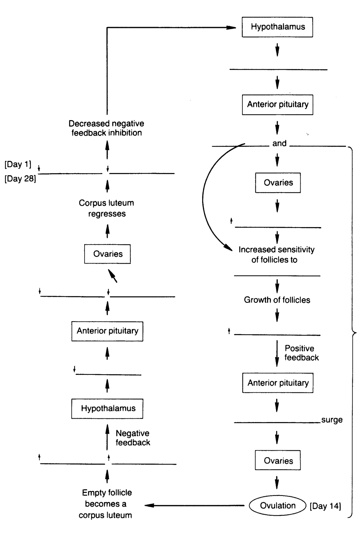 Hypothalamus
Anterior pituitary
Decreased negative
feedback inhibition
and
(Day 1]
(Day 28]
Ovaries
Corpus luteum
regresses
Increased sensitivity
of follicles to
Ovaries
Growth of follicles
Anterior pituitary
Positive
feedback
Anterior pituitary
Hypothalamus
surge
Negative
feedback
Ovaries
Empty follicle
becomes a
Ovulation
[Day 14]
corpus luteum
