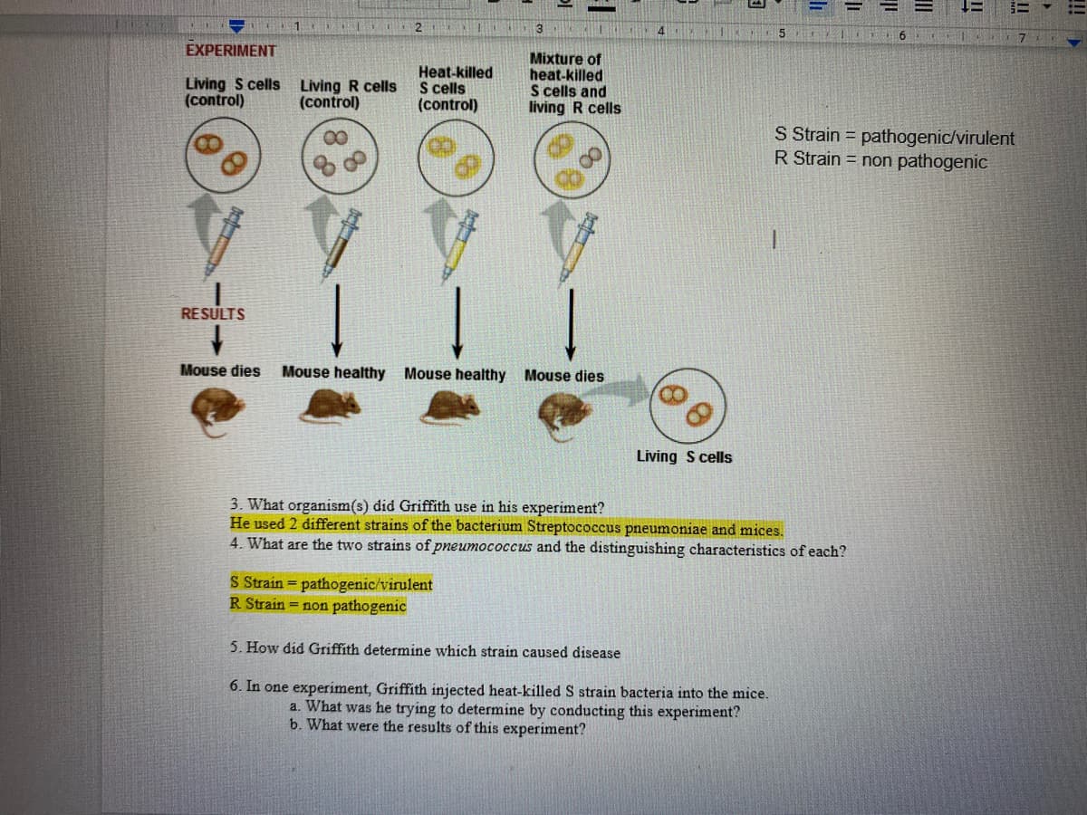 Et
11
2
5.
EXPERIMENT
Living S cells
(control)
Heat-killed
S cells
(control)
Mixture of
heat-killed
S cells and
living R cells
Living R cells
(control)
S Strain = pathogenic/virulent
R Strain = non pathogenic
00
RESULTS
Mouse dies
Mouse healthy Mouse healthy Mouse dies
Living S cells
3. What organism(s) did Griffith use in his experiment?
He used 2 different strains of the bacterium Streptococcus pneumoniae and mices.
4. What are the two strains of pneumococcus and the distinguishing characteristics of each?
S Strain pathogenic/virulent
R Strain = non pathogenic
5. How did Griffith determine which strain caused disease
6. In one experiment, Griffith injected heat-killed S strain bacteria into the mice.
a. What was he trying to determine by conducting this experiment?
b. What were the results of this experiment?
li
