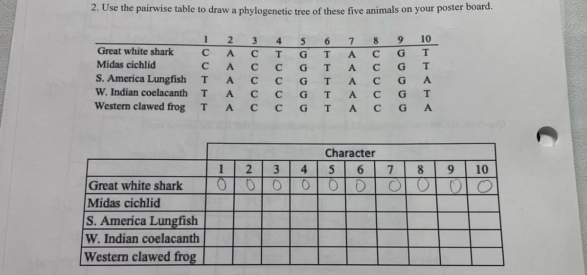 2. Use the pairwise table to draw a phylogenetic tree of these five animals on your poster board.
Great white shark
Midas cichlid
S. America Lungfish
W. Indian coelacanth
Western clawed frog
Great white shark
Midas cichlid
S. America Lungfish
W. Indian coelacanth
Western clawed frog
1
CCTTF
с
ZAAAAA
2
3CCC00
CA с T
с
с
4 5
G
C G
G
G
C G T
с
- O O DU
с
с с
1 2 3
O
0
O
CTTT
4
O
6
7 8 9
10
G
T
G
T
G A
G
T
GA
A с
00 C
A A A A A
А с
с
T А C
А C
Character
5 6
O
O
nortasu
7 8 9 10
ОГО
00