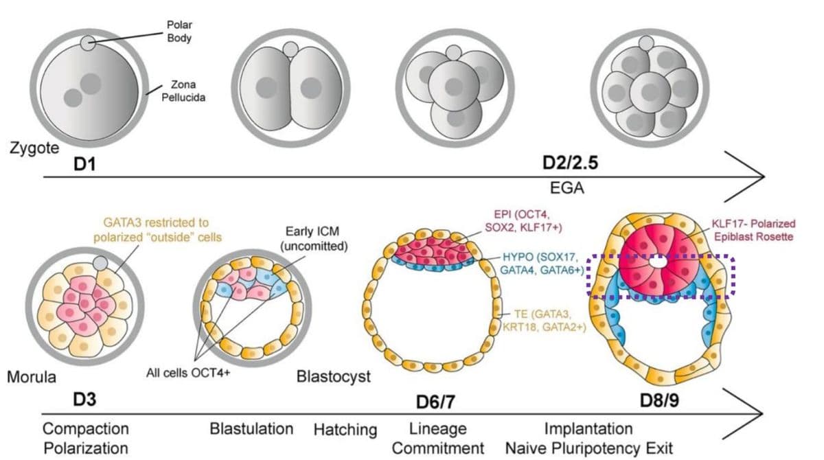 Polar
Body
Zona
Pellucida
Zygote
D1
D2/2.5
EGA
EPI (ОСТ4,
SOX2, KLF17+)
GATA3 restricted to
Early ICM
(uncomitted)
KLF17- Polarized
Epiblast Rosette
polarized "outside" cells
HYPO (SOX17,
GATA4, GATA6+):
TE (GATA3,
KRT18, GATA2+)
All cells OCT4+
Morula
Blastocyst
D3
D6/7
D8/9
Blastulation Hatching
Compaction
Polarization
Lineage
Commitment Naive Pluripotency Exit
Implantation
