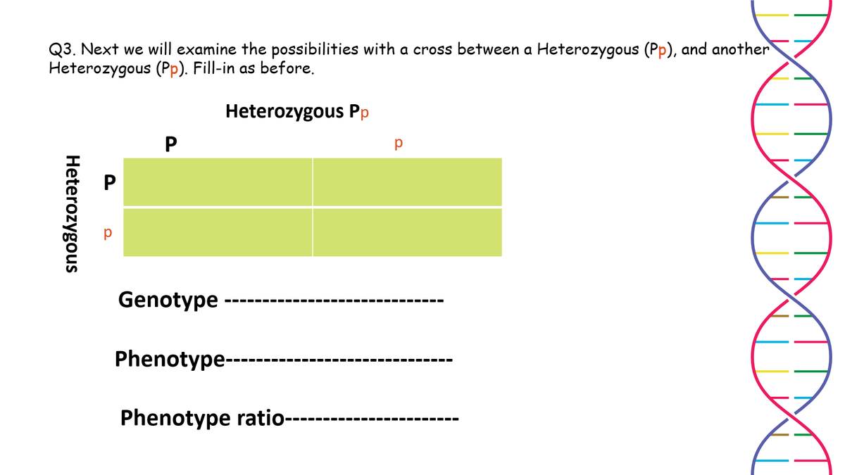 Q3. Next we will examine the possibilities with a cross between a Heterozygous (Pp), and another
Heterozygous (Pp). Fill-in as before.
Heterozygous Pp
P
Genotype
---- ---
.--- ---- -
Phenotype-
Phenotype ratio---
DAD
Heterozygous
