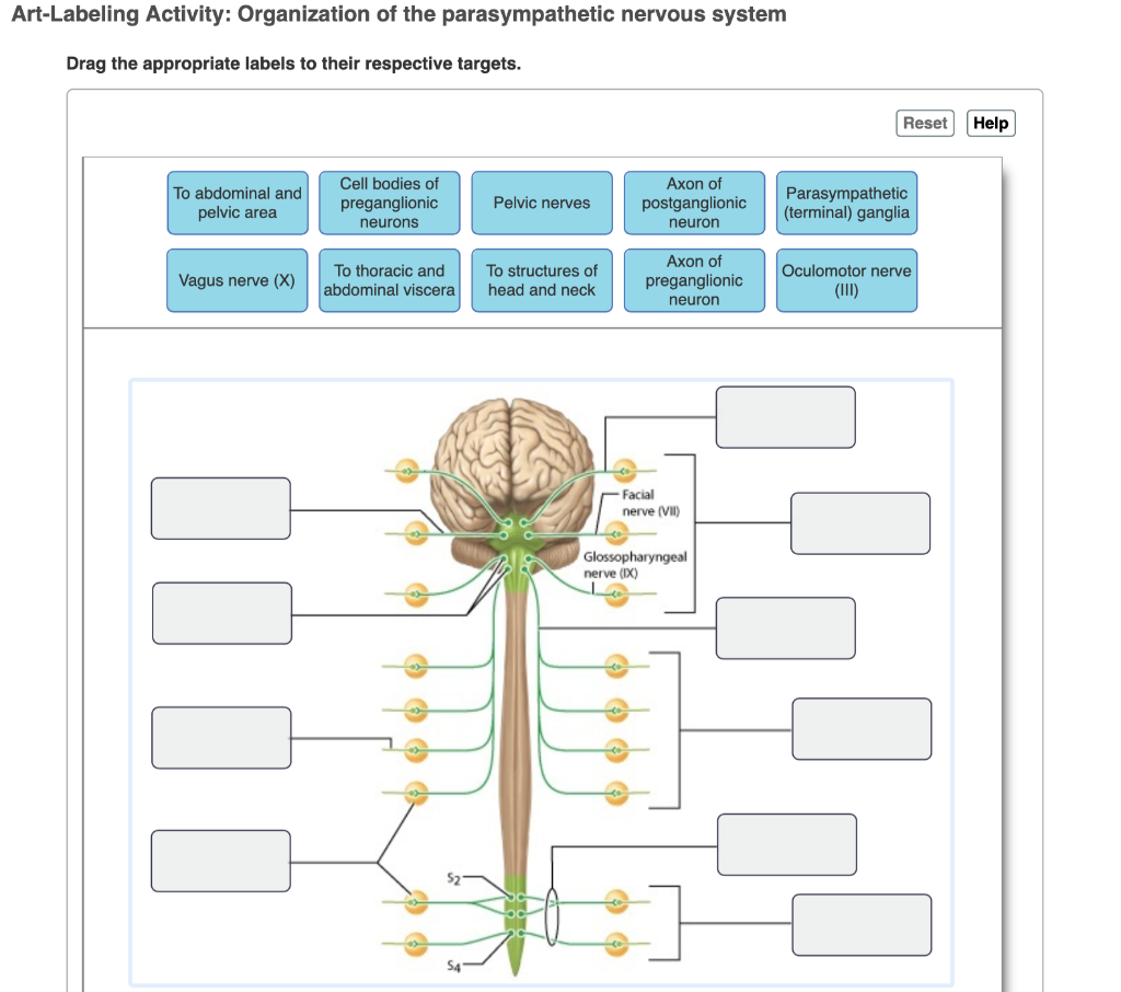 Art-Labeling Activity: Organization of the parasympathetic nervous system
Drag the appropriate labels to their respective targets.
To abdominal and
pelvic area
Vagus nerve (X)
☐☐☐☐
Cell bodies of
preganglionic
neurons.
To thoracic and
abdominal viscera
Pelvic nerves
To structures of
head and neck
Axon of
postganglionic
neuron
Axon of
preganglionic
neuron
Facial
nerve (VII)
Glossopharyngeal
nerve (IX)
Reset
Parasympathetic
(terminal) ganglia
Oculomotor nerve
(III)
Help