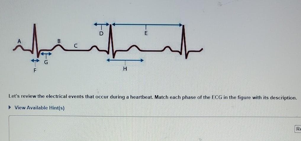 F
D
H
Let's review the electrical events that occur during a heartbeat. Match each phase of the ECG in the figure with its description.
▸ View Available Hint(s)
Re