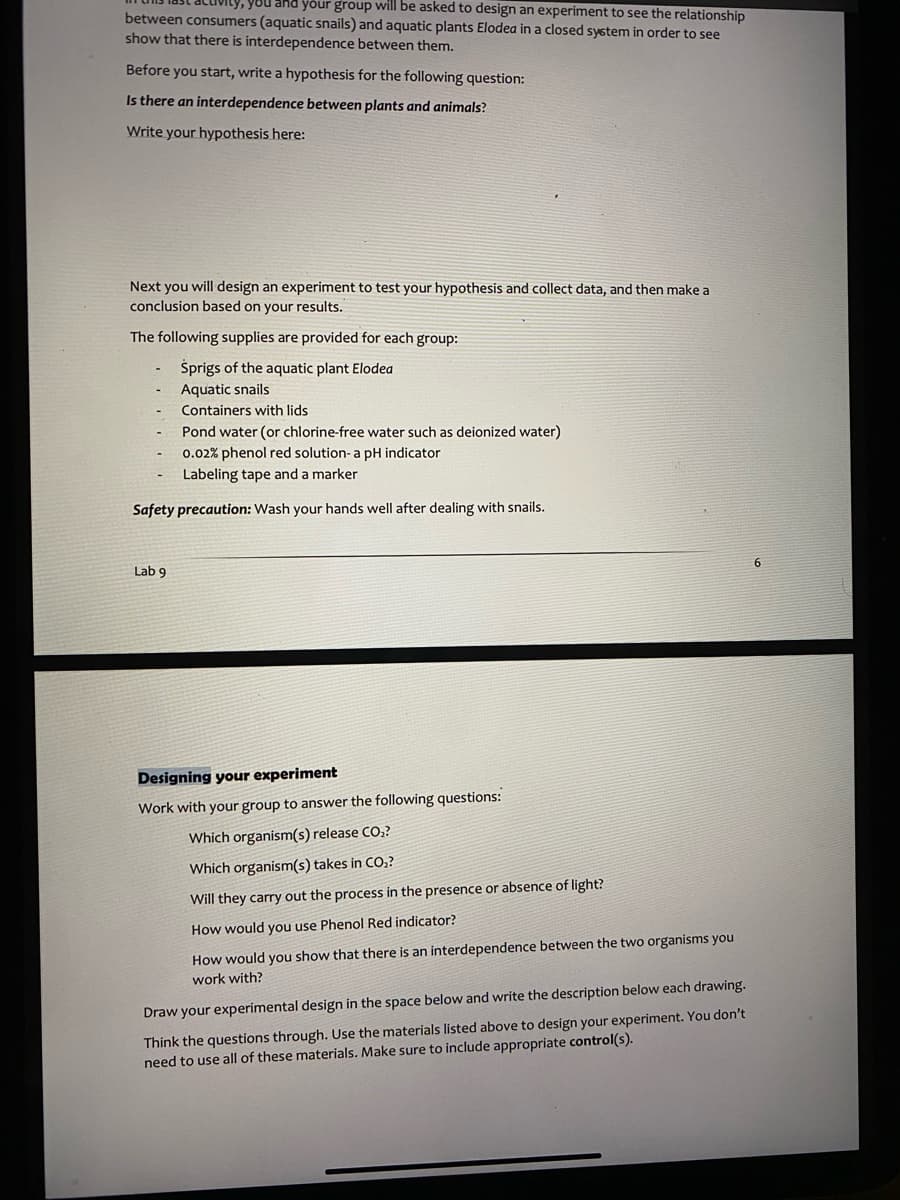 you and your group will be asked to design an experiment to see the relationship
between consumers (aquatic snails) and aquatic plants Elodea in a closed system in order to see
show that there is interdependence between them.
Before you start, write a hypothesis for the following question:
Is there an interdependence between plants and animals?
Write your hypothesis here:
Next you will design an experiment to test your hypothesis and collect data, and then make a
conclusion based on your results.
The following supplies are provided for each group:
Šprigs of the aquatic plant Elodea
Aquatic snails
Containers with lids
Pond water (or chlorine-free water such as deionized water)
0.02% phenol red solution- a pH indicator
Labeling tape and a marker
Safety precaution: Wash your hands well after dealing with snails.
Lab 9
Designing your experiment
Work with your group to answer the following questions:
Which organism(s) release CO,?
Which organism(s) takes in CO,?
Will they carry out the process in the presence or absence of light?
How would you use Phenol Red indicator?
How would you show that there is an interdependence between the two organisms you
work with?
Draw your experimental design in the space below and write the description below each drawing.
Think the questions through. Use the materials listed above to design your experiment. You don't
need to use all of these materials. Make sure to include appropriate control(s).
