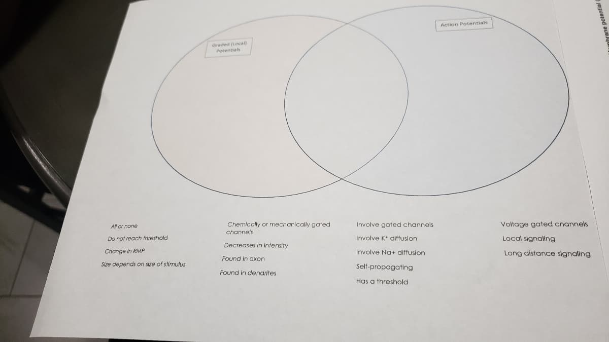 Action Potentials
Graded (Locl)
Atential
All or none
Chemically or mechanically gated
Involve gated channels
Voltage gated channels
channels
Do not reach threshold
Involve K+ diffusion
Local signalling
Decreases in intensity
Change in RMP
Involve Na+ diffusion
Long distance signaling
Found in axon
Size depends on size of stimulus
Self-propagating
Found in dendrites
Has a threshold
hrane potential 0
