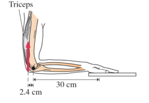 Triceps
30 cm
2.4 сm
