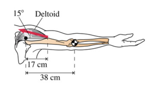 15°
Deltoid
17 cm
38 cm
