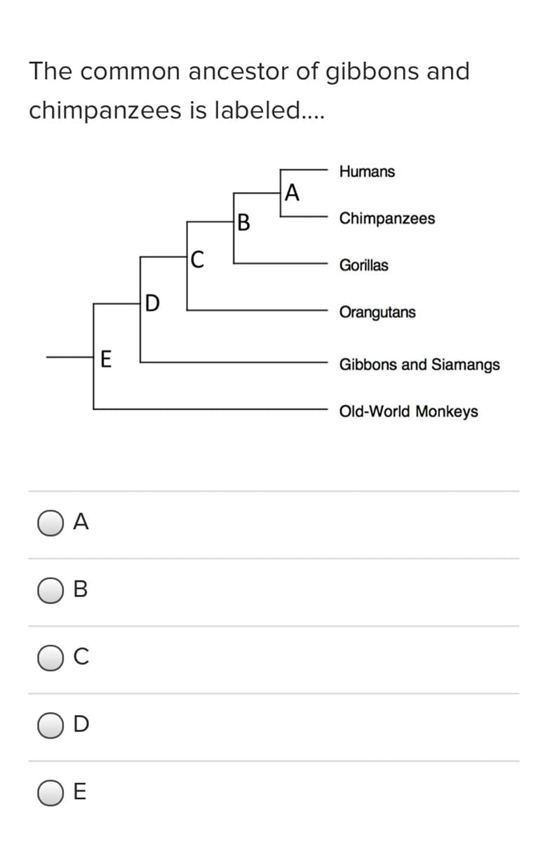 The common ancestor of gibbons and
chimpanzees is labeled..
Humans
B
Chimpanzees
Gorillas
Orangutans
E
Gibbons and Siamangs
Old-World Monkeys
O A
В
C
D
O E
