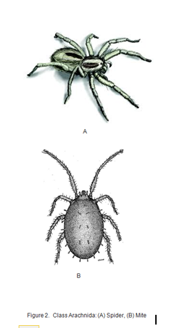 A
B
Figure 2. Class Arachnida: (A) Spider, (B) Mite
