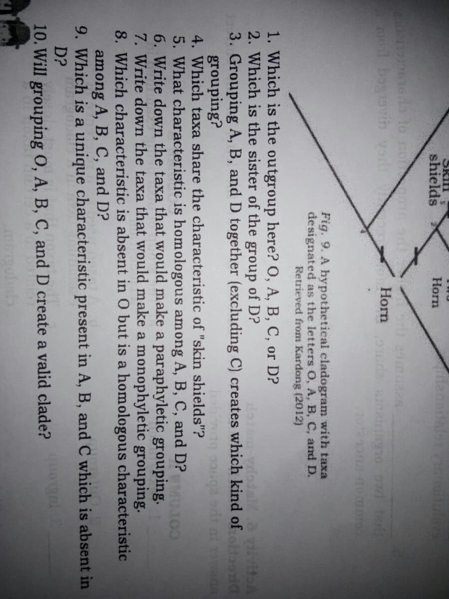 Skin
shields
tle
Horn
o boavib yod
Horn
Fig. 9. A hypothetical cladogram with taxa
designated as the letters O, A, B, C, and D.
Retrieved from Kardong (2012)
1. Which is the outgroup here? O, A, B, C, or D?
2. Which is the sister of the group of D?
3. Grouping A, B, and D together (excluding C) creates which kind oftorid
grouping?
4. Which taxa share the characteristic of "skin shields"?
5. What characteristic is homologous among A, B, C, and D?MUJO
6. Write down the taxa that would make a paraphyletic grouping.
7. Write down the taxa that would make a monophyletic grouping.
8. Which characteristic is absent in O but is a homologous characteristic
among A, B, C, and D?
9. Which is a unique characteristic present in A, B, and C which is absent in
D?
10. Will grouping O, A, B, C, and D create a valid clade?
