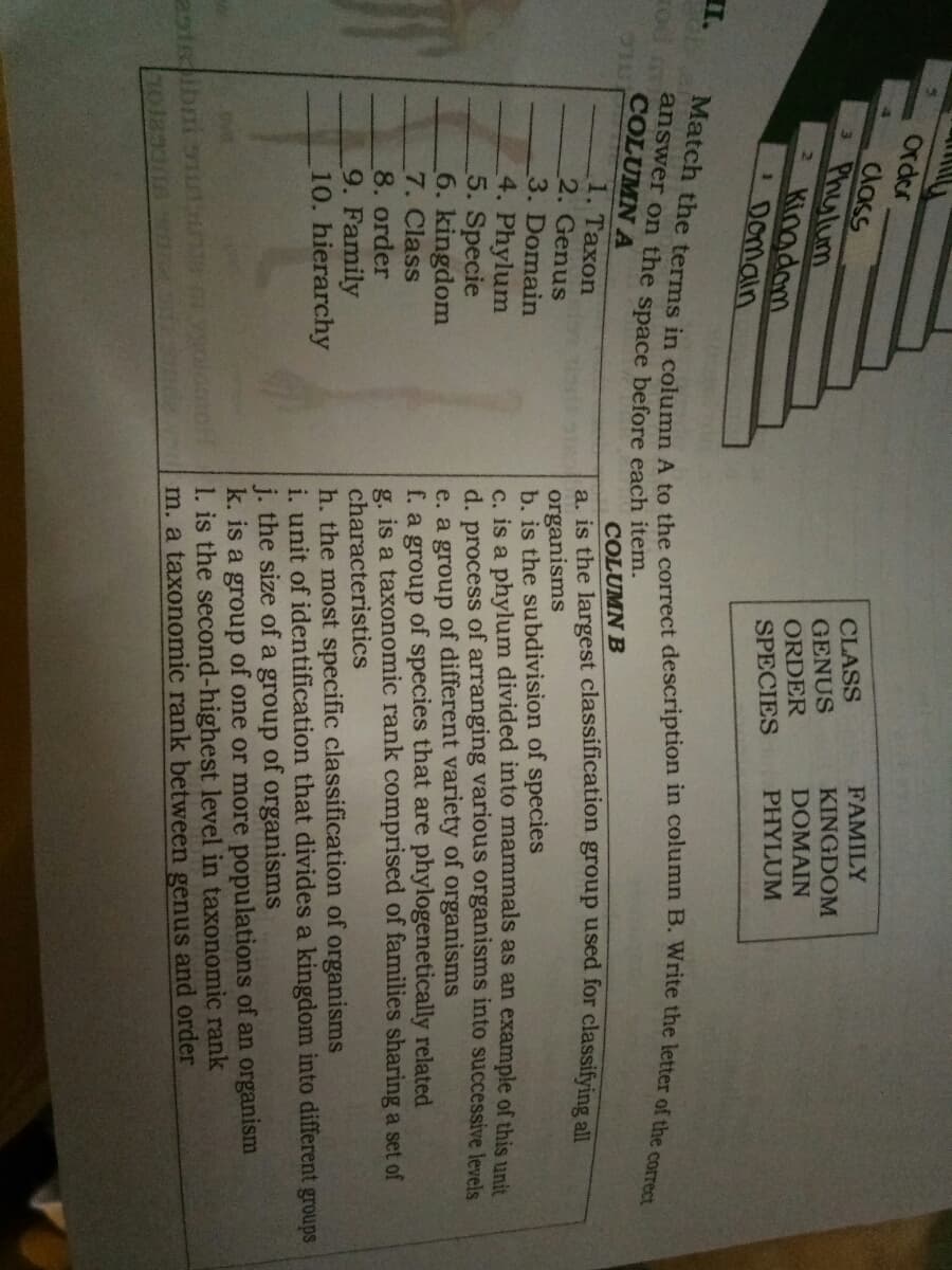 Order
dlass
3 Phulum
2 Kinadam
1 Domain
CLASS
GENUS
ORDER
SPECIES
FAMILY
KINGDOM
DOMAIN
PHYLUM
I.
answer on the space before each item.
COLUMN A
COLUMN B
a. is the largest classification group used for classifying all
1. Тахon
2. Genus
3. Domain
4. Phylum
5. Specie
6. kingdom
7. Class
8. order
9. Family
10. hierarchy
organisms
b. is the subdivision of species
c. is a phylum divided into mammals as an example of this uni
d. process of arranging various organisms into successive levels
e. a group of different variety of organisms
f. a group of species that are phylogenetically related
g. is a taxonomic rank comprised of families sharing a set of
characteristics
h. the most specific classification of organisms
i, unit of identification that divides a kingdom into different groups
j. the size of a group of organisms
k. is a group of one or more populations of an organism
1. is the second-highest level in taxonomic rank
m. a taxonomic rank between genus and order
