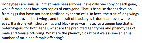 Honeybees are unusual in that male bees (drones) have only one copy of each gene,
while female bees have two copies of each gene. That is because drones develop
from eggs that have not been fertilised by sperm cells. In bees, the trait of long wings
is dominant over short wings, and the trait of black eyes is dominant over white
eyes. If a drone with short wings and black eyes was mated to a queen bee that is
heterozygous for both genes, what are the predicted genotypes and phenotypes of
male and female offspring. What are the phenotypic ratios if we assume an equal
number of male and female offspring?
