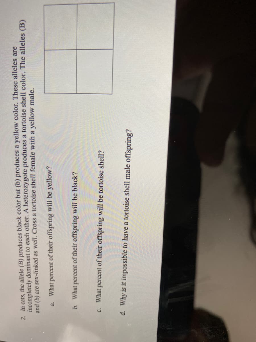 2. In cats, the allele (B) produces black color but (b) produces a yellow color. These alleles are
incompletely dominant to each other. A heterozygote produces a tortoise shell color. The alleles (B)
and (b) are sex-linked as well. Cross a tortoise shell female with a yellow male.
What percent of their offspring will be yellow?
a.
b. What percent of their offspring will be black?
c. What percent of their offspring will be tortoise shell?
d. Why is it impossible to have a tortoise shell male offspring?
