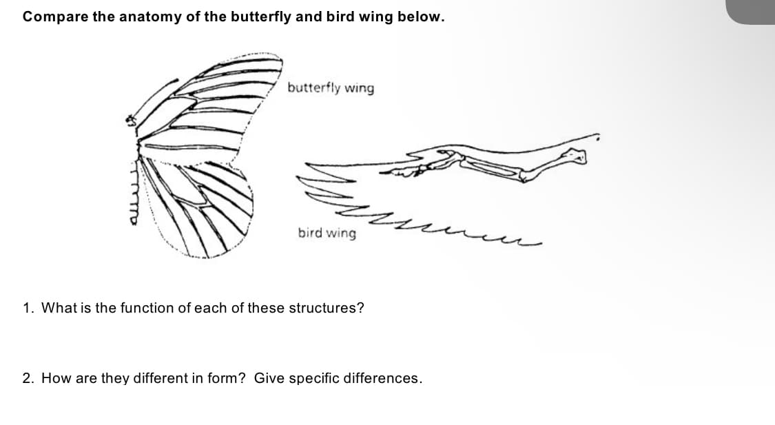 Compare the anatomy of the butterfly and bird wing below.
butterfly wing
bird wing
1. What is the function of each of these structures?
2. How are they different in form? Give specific differences.
