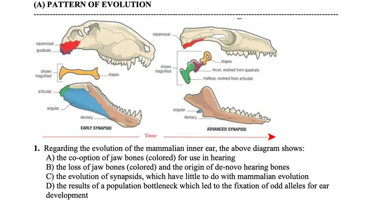 (A) PATTERN OF EVOLUTION
squamosal
squamosal
guadrate.
stapes
shown
magnified
shown
magnified
incus, evolved from quadrate
malleus, evolved from articular
stapes
articular
angular.
angular
dentary
dentary
EARLY SYNAPSID
ADVANCED SYNAPSID
Time
1. Regarding the evolution of the mammalian inner ear, the above diagram shows:
A) the co-option of jaw bones (colored) for use in hearing
B) the loss of jaw bones (colored) and the origin of de-novo hearing bones
C) the evolution of synapsids, which have little to do with mammalian evolution
D) the results of a population bottleneck which led to the fixation of odd alleles for ear
development
