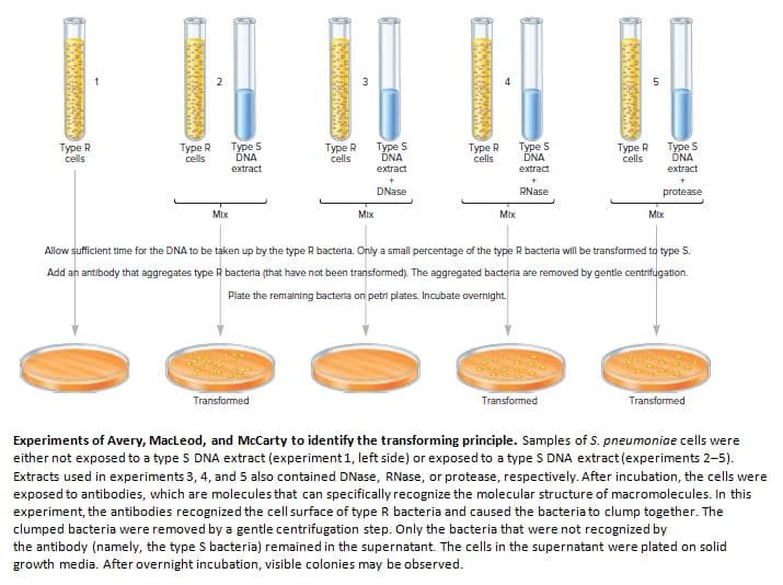 Type R
cells
Type R
cells
Type S
DNA
extract
Type R
cells
Type S
DNA
Type R
cells
Type S
DNA
extract
Type R
cells
Type S
DNA
extract
extract
DNase
RNase
protease
Mix
Mix
Mix
Mix
Allow sufficlent time for the DNA to be taken up by the type R bacterla. Only a small percentage of the type R bacterla will be transformed to type S.
Add an antibody that aggregates type R bacterla (that have not been transformed). The aggregated bacterla are removed by gentle centrifugation.
Plate the remalning bacterla on petri plates. Incubate overnight.
Transformed
Transformed
Transformed
Experiments of Avery, MacLeod, and McCarty to identify the transforming principle. Samples of S. pneumoniae cells were
either not exposed to a type S DNA extract (experiment 1, left side) or exposed to a type S DNA extract (experiments 2-5).
Extracts used in experiments 3, 4, and 5 also contained DNase, RNase, or protease, respectively. After incubation, the cells were
exposed to antibodies, which are molecules that can specifically recognize the molecular structure of macromolecules. In this
experiment, the antibodies recognized the cell surface of type R bacteria and caused the bacteria to clump together. The
clumped bacteria were removed by a gentle centrifugation step. Only the bacteria that were not recognized by
the antibody (namely, the type S bacteria) remained in the supernatant. The cells in the supernatant were plated on solid
growth media. After overnight incubation, visible colonies may be observed.
র
