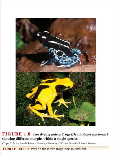 FIGURE 1.8 Two dyeing poison frogs (Dendrobates tinctorius)
showing different morphs within a single species.
(Top): © Mark Smith/Science Source; (Bottom): © Dante Fenolio/Science Source
CONCEPT CHECK: Why do these two frogs look so different?
