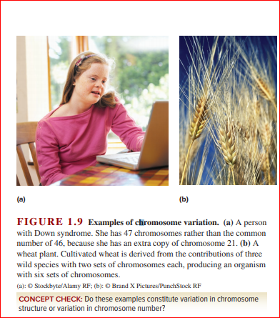 (a)
(b)
FIGURE 1.9 Examples of chiromosome variation. (a) A person
with Down syndrome. She has 47 chromosomes rather than the common
number of 46, because she has an extra copy of chromosome 21. (b) A
wheat plant. Cultivated wheat is derived from the contributions of three
wild species with two sets of chromosomes each, producing an organism
with six sets of chromosomes.
(a): © Stockbyte/Alamy RF; (b): © Brand X Pictures/PunchStock RF
CONCEPT CHECK: Do these examples constitute variation in chromosome
structure or variation in chromosome number?
