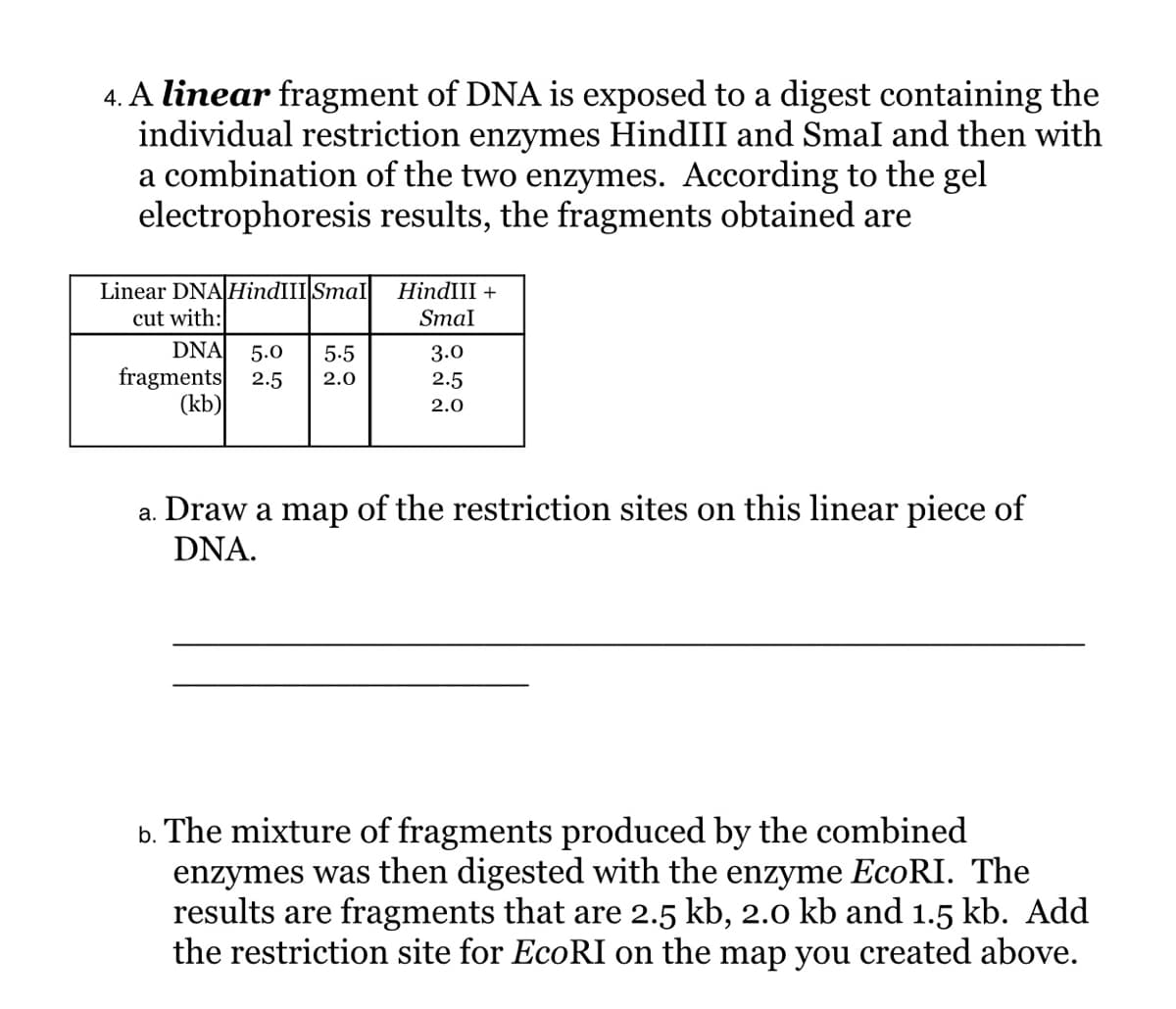 4. A linear fragment of DNA is exposed to a digest containing the
individual restriction enzymes HindIII and Smal and then with
a combination of the two enzymes. According to the gel
electrophoresis results, the fragments obtained are
Linear DNA HindIII Smal
cut with:
DNA
HindIII +
Smal
5.0
fragments 2.5
(kb)
5.5
3.0
2.0
2.5
2.0
a. Draw a map of the restriction sites on this linear piece of
DNA.
b. The mixture of fragments produced by the combined
enzymes was then digested with the enzyme EcoRI. The
results are fragments that are 2.5 kb, 2.0 kb and 1.5 kb. Add
the restriction site for EcoRI on the map you created above.
