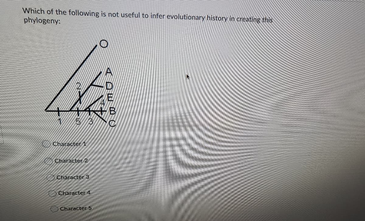 Which of the following is not useful to infer evolutionary history in creating this
phylogeny:
B
Character 1
Character 2
Character 3
O Character 4
Character 5
