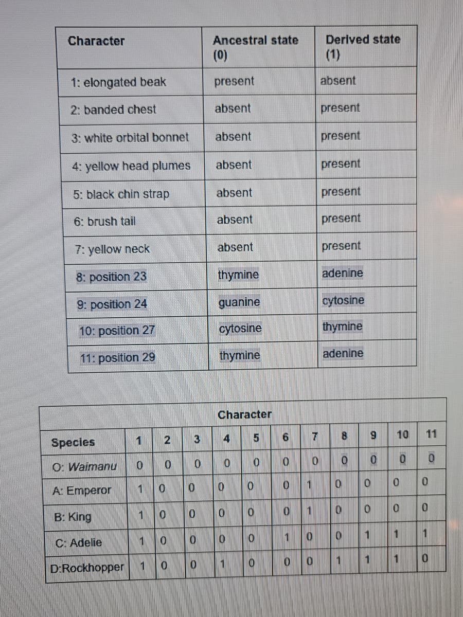 Character
Ancestral state
Derived state
(0)
(1)
1: elongated beak
present
absent
2: banded chest
absent
present
3: white orbital bonnet
absent
present
4: yellow head plumes
absent
present
5: black chin strap
absent
present
6: brush tail
absent
present
7: yellow neck
absent
present
8: position 23
thymine
adenine
9: position 24
guanine
cytosine
10: position 27
cytosine
thymine
11: position 29
thymine
adenine
Character
3
6.
10
11
Species
O: Waimanu
0.
A: Emperor
0.
B: King
1
1
1
C: Adelie
D:Rockhopper
1
1
1
1
