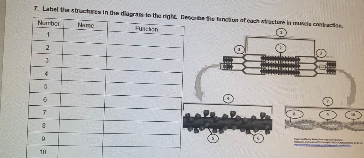 7. Label the structures in the diagram to the right. Describe the function of each structure in muscle contraction.
Number
Name
Function
1
3
3
4
LEGO
6.
8.
9.
10
7
8.
Image modifed by Saiwart rom ariginal by OpenStax
https//ene.org/eonterta/FPIKieng8.25:(E13CSO10/Prefac, CCBY 4A
https//commonswikimedia.orgindex.phpPcrid-30015033
9.
10
3,
