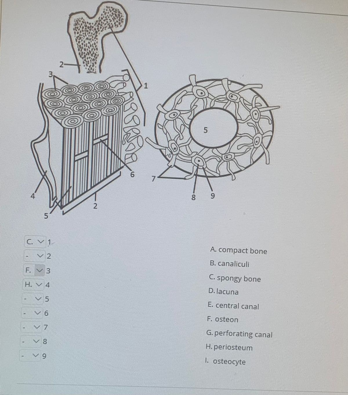 2-
1
5
7
8 9
C. V1
A. compact bone
V 2
B. canaliculi
F. V 3
C. spongy bone
H. V 4
D. lacuna
E. central canal
F. osteon
v 7
G. perforating canal
8
H. periosteum
9.
I. osteocyte
2.
5.
4.
