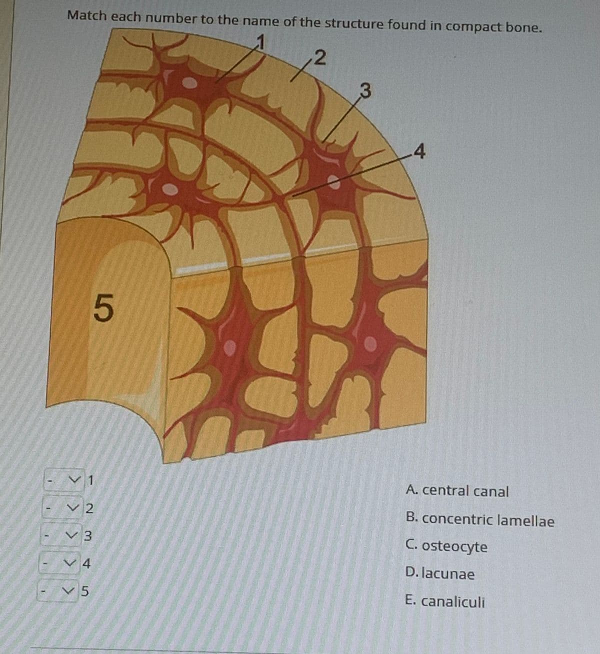 Match each number to the name of the structure found in compact bone.
2.
.4
1
A. central canal
V 2
B. concentric lamellae
V3
C. osteocyte
く4
D. lacunae
V 5
E. canaliculi
> > > >>
