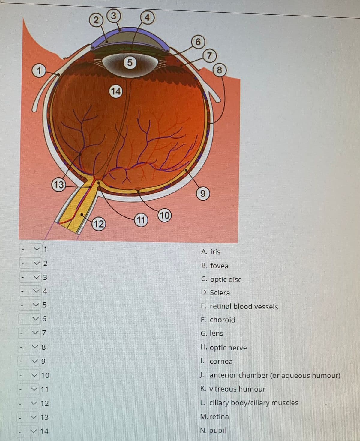 3
2
4
6.
1
8
14
13
9.
10
12)
11
1
A. iris
B. fovea
V3
C. optic disc
V 4
D. Sclera
V 5
E. retinal blood vessels
F. choroid
v7
G. lens
8
H. optic nerve
6.
1. cornea
v 10
J. anterior chamber (or aqueous humour)
v 11
K. vitreous humour
v 12
L. ciliary body/ciliary muscles
v 13
M.retina
v 14
N. pupil
2.
6.
<>
