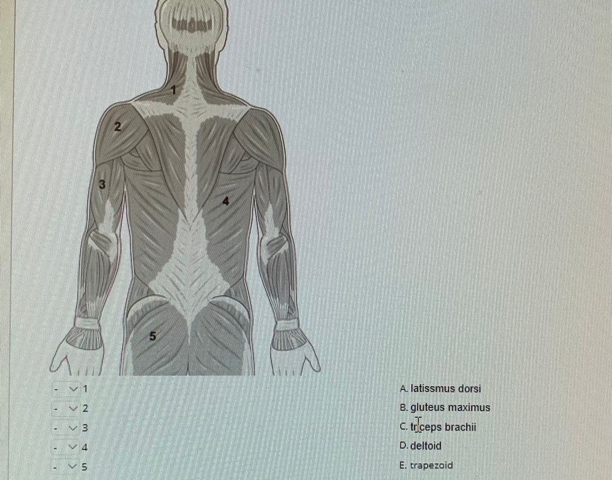 3
v 1
A. latissmus dorsi
B. gluteus maximus
31
C. tr.ceps brachii
D. deltoid
E. trapezoid
2.
