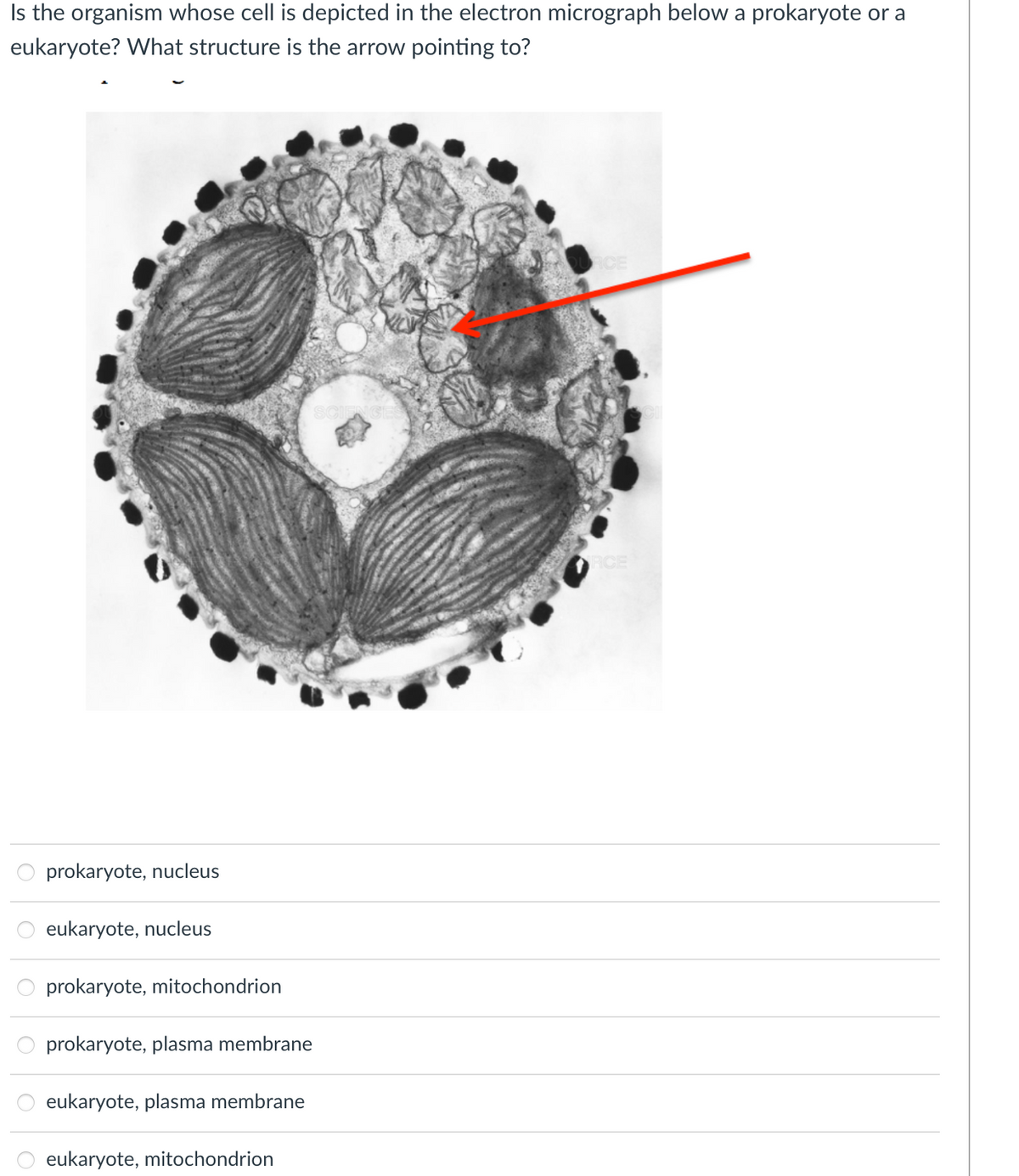 Is the organism whose cell is depicted in the electron micrograph below a prokaryote or a
eukaryote? What structure is the arrow pointing to?
prokaryote, nucleus
eukaryote, nucleus
prokaryote, mitochondrion
prokaryote, plasma membrane
eukaryote, plasma membrane
eukaryote, mitochondrion
SCIENCE