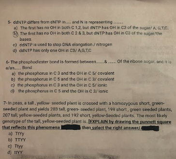 5- ddNTP differs from dNTP in..... and N is representing...
a) The first has no OH in both C 1,2, but dNTP has OH in C3 of the sugar/A, G.T.C.
The first has no OH in both C 2 & 3, but dNTP has OH in C3 of the sugar/the
bases.
c) ddNTP is used to stop DNA elongation / nitrogen
d) ddNTP has only one OH in C3/A,G,T.,C
6- The phosphodiester bond is formed between & .....Of the ribose sugar, and it is
a/an....... Bond
a) the phosphorus in C 3 and the OH in C 5/ covalent
b) the phosphorus in C 5 and the OH in C 3/ covalent
c) the phosphorus in C 3 and the OH in C 5/ ionic
d) the phosphorus in C 5 and the OH in C 3/ ionic
7- In peas, a tall, yellow- seeded plant is crossed with a homozygous short, green-
seeded plant and yields 203 tall, green- seeded plant, 199 short, green seeded plants,
207 tall, yellow-seeded plants, and 192 short, yellow-Seeded plants. The most likely
genotype of the tall, yellow-seeded plant is.. [EXPLAIN by drawing the punnett square
that reflects this phenomena
then select the right answer/4
a) TtYy
b) TTYY
c) Ttyy
d) ItYY