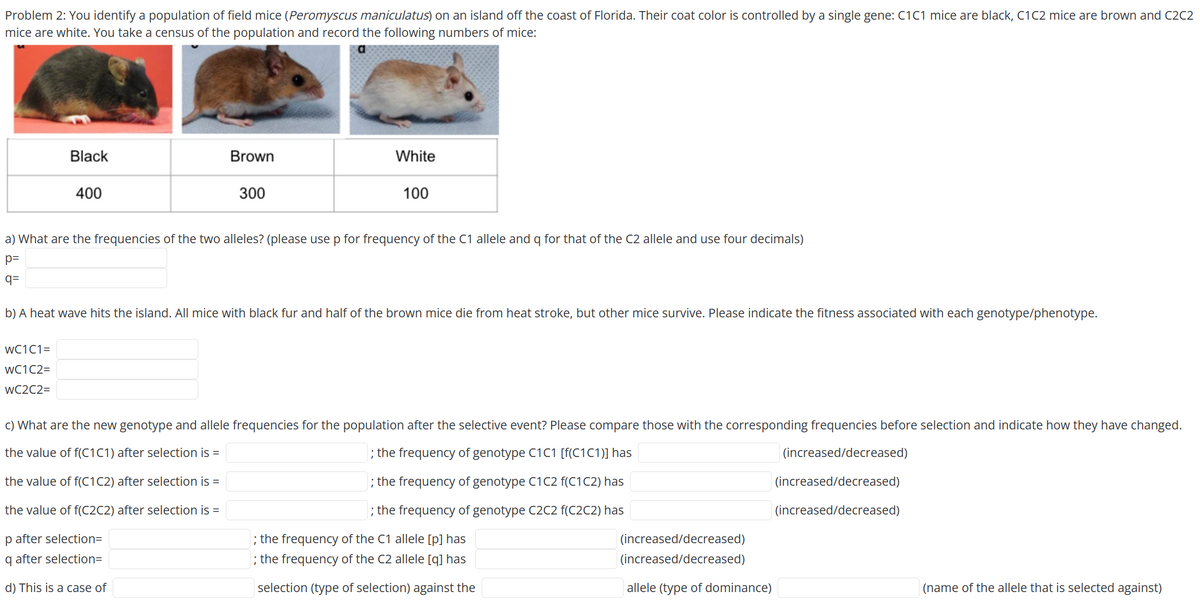 Problem 2: You identify a population of field mice (Peromyscus maniculatus) on an island off the coast of Florida. Their coat color is controlled by a single gene: C1C1 mice are black, C1 C2 mice are brown and C2C2
mice are white. You take a census of the population and record the following numbers of mice:
Black
400
WC1C1=
WC1 C2=
WC2C2=
Brown
300
White
100
a) What are the frequencies of the two alleles? (please use p for frequency of the C1 allele and q for that of the C2 allele and use four decimals)
p=
q=
b) A heat wave hits the island. All mice with black fur and half of the brown mice die from heat stroke, but other mice survive. Please indicate the fitness associated with each genotype/phenotype.
c) What are the new genotype and allele frequencies for the population after the selective event? Please compare those with the corresponding frequencies before selection and indicate how they have changed.
the value of f(C1C1) after selection is =
; the frequency of genotype C1C1 [f(C1C1)] has
(increased/decreased)
(increased/decreased)
the value of f(C1C2) after selection is =
; the frequency of genotype C1 C2 f(C1 C2) has
the value of f(C2C2) after selection is =
; the frequency of genotype C2C2 f(C2C2) has
(increased/decreased)
p after selection=
q after selection=
d) This is a case of
; the frequency of the C1 allele [p] has
; the frequency of the C2 allele [q] has
selection (type of selection) against the
(increased/decreased)
(increased/decreased)
allele (type of dominance)
(name of the allele that is selected against)