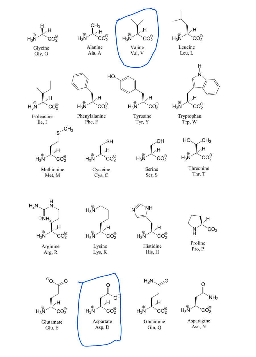 H.
CH3
H3N
co2
co
H3N
co
co
Alanine
Valine
Leucine
Glycine
Gly, G
Ala, A
Val, V
Leu, L
H
HO.
co
co
co
co
Phenylalanine
Phe, F
Tyrosine
Туг, Y
Tryptophan
Trр, W
Isoleucine
Ile, I
CH3
SH
но.
CH3
но
H3N
co
H3N
co
co
co
Cysteine
Cys, C
Threonine
Thr, T
Serine
Methionine
Met, M
Ser, S
H
H2N
`NH
N°
®NH2
CO2
co
co
H3N
co
Proline
Histidine
Arginine
Arg, R
Lysine
Lys, K
Pro, P
His, H
H2N.
`NH2
H3N'
co
H3N
co
H3Ñ
co
H3N
co
Aspartate
Asp, D
Asparagine
Asn, N
Glutamate
Glutamine
Glu, E
Gln, Q
