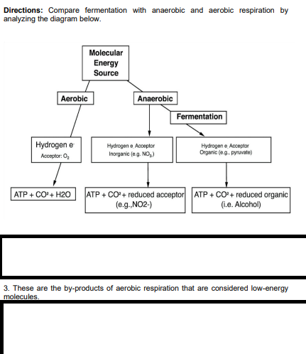 Directions: Compare fermentation with anaerobic and aerobic respiration by
analyzing the diagram below.
Molecular
Energy
Source
Aerobic
Anaerobic
Fermentation
Hydrogen e
Hydrogen e Acceptor
Inorganic (e.g. NO,)
Hydrogen e Acceptor
Organic (eg. pyruvate)
Acceptor: 0,
ATP + CO'+ reduced acceptor ATP + CO+ reduced organic
(i.e. Alcohol)
АТР + СО+ Н20
(e.g. NO2-)
3. These are the by-products of aerobic respiration that are considered low-energy
molecules.
