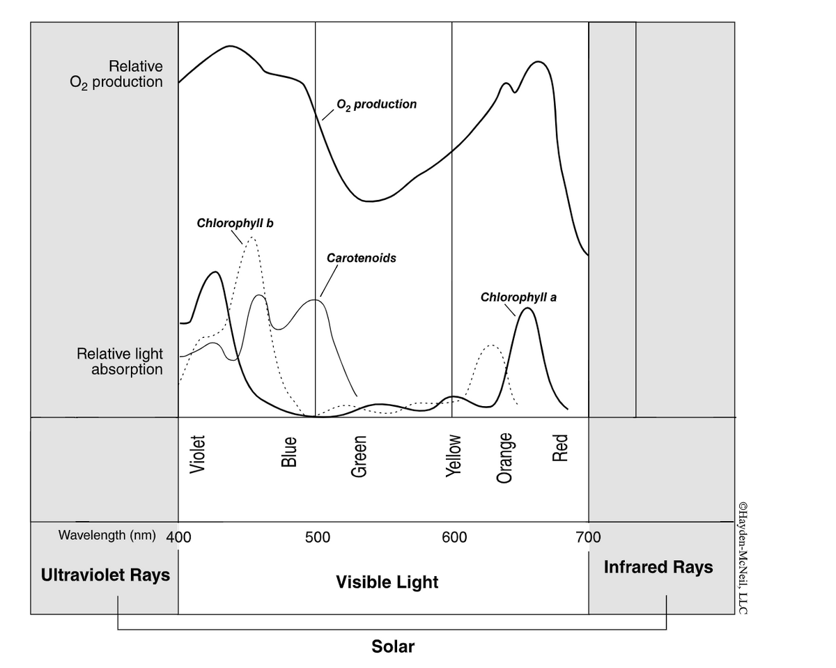 Relative
O2 production
O2 production
Chlorophyll b
Carotenoids
Chlorophyll a
Relative light
absorption
Wavelength (nm) 400
500
600
700
Infrared Rays
Ultraviolet Rays
Visible Light
Solar
Violet
***......
..........
Blue
Green
Yellow
......
Orange
Red
©Hayden-McNeil, LLC
