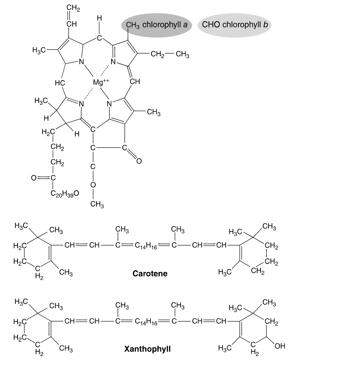 CH2
H
CHз chlorophyll а
СНO chlorophyllЬ
CH
H3C-
-CH2- CH3
N.
HC
Mg**
CH
H3C
CH3
H2C
H.
CH2
CH2
C20H390
CH3
„CH3
H3C,
CH3
CH3
CH3
H3C-
CH= CH
C14H16=
—С—сH— CH.
CH2
С
H2C
CH2
CH2
H2C
H3C
CH3
H2
Carotene
CH3
H3C,
CH3
CH3
CH3
H3C-
C14H16
CH=CH
CH2
CH= CH-
С—
C-
H2C
HO,
H3C
CH3
H2
Хanthophyll
H2
우
