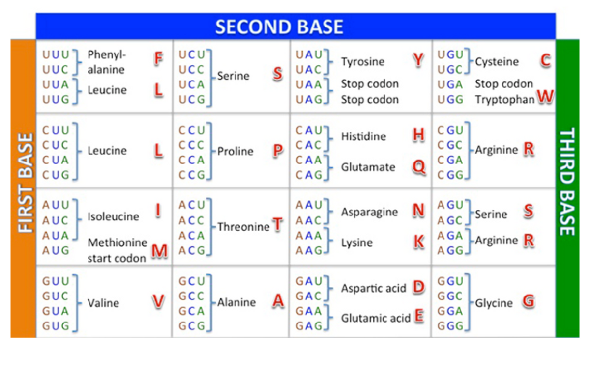 SECOND BASE
E UCUT
UC
UGUT
UUU Phenyl-
Uuc J alanine
UUA Leucine
UAUL
S UAC Tyrosine
UAA Stop codon
UAGJ Stop codon
Y
UGCJ
Cysteine
C
Serine
UCA
UGA Stop codon
L
UCG
UGG Tryptophan W
CCU
H C GU
C GC LArginine R
C GA
C GGJ
CUU
CAUL Histidine
CACS
CUC
L
ССА
P
CAAL
CAGS
Leucine
Proline
CUA
Glutamate Q
CUG
CCGJ
AUU
ACU
AAU]
AAC Asparagine NAGUT
Serine
A GC,
AGA
K
A GG.
AUC - Isoleucine
ACC
-Threonine T
AAA
AAGJ
AUA,
ACA
Methionine
Lysine
Arginine R
AUG
M ACG]
start codon
GCU
GGU
GAU]
GAC Aspartic acid
GAAT
GAGJ
GUU
GUC
GCC
GGC
Valine
V
Alanine A
Glycine G
GUA
GCA
GGA
Glutamic acid E
GUG,
GCG
GGGJ
FIRST BASE
THIRD BASE
