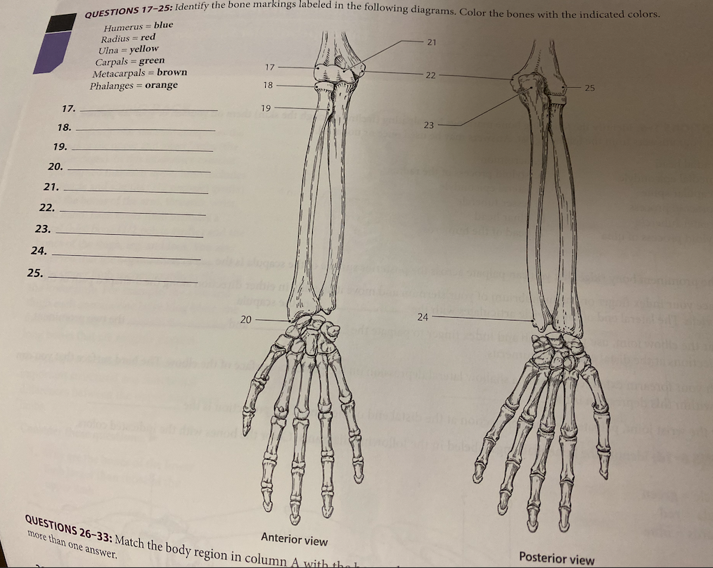 21.
22.
23.
20.
24.
25.
17.
18.
19.
QUESTIONS 17-25: Identify the bone markings labeled in the following diagrams. Color the bones with the indicated colors.
Humerus= blue
Radius = red
Ulna = yellow
Carpals = green
Metacarpals = brown
Phalanges = orange
20
17
18
19
+He
Anterior view
QUESTIONS 26-33: Match the body region in column A with the
more than one answer.
21
22
23
24
C
THE
25
Posterior view