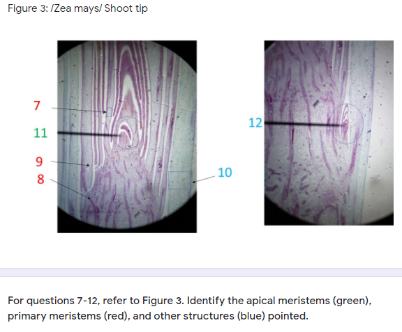 Figure 3:IZea mays/ Shoot tip
7
12
11
9.
10
8
For questions 7-12, refer to Figure 3. Identify the apical meristems (green),
primary meristems (red), and other structures (blue) pointed.
