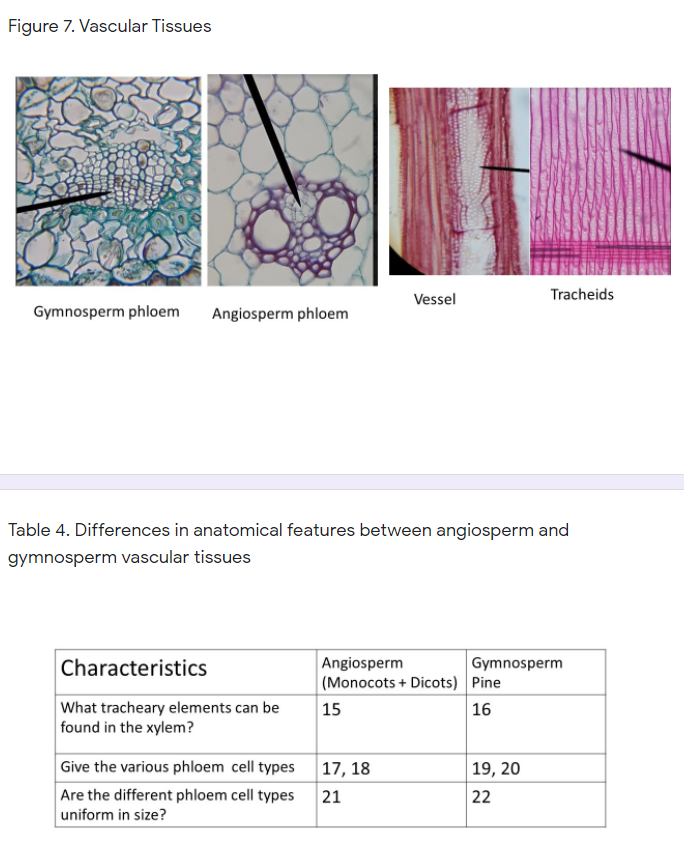 Figure 7. Vascular Tissues
Vessel
Tracheids
Gymnosperm phloem
Angiosperm phloem
Table 4. Differences in anatomical features between angiosperm and
gymnosperm vascular tissues
Angiosperm
(Monocots + Dicots) Pine
Characteristics
Gymnosperm
What tracheary elements can be
found in the xylem?
15
16
Give the various phloem cell types 17, 18
Are the different phloem cell types
19, 20
21
22
uniform in size?
