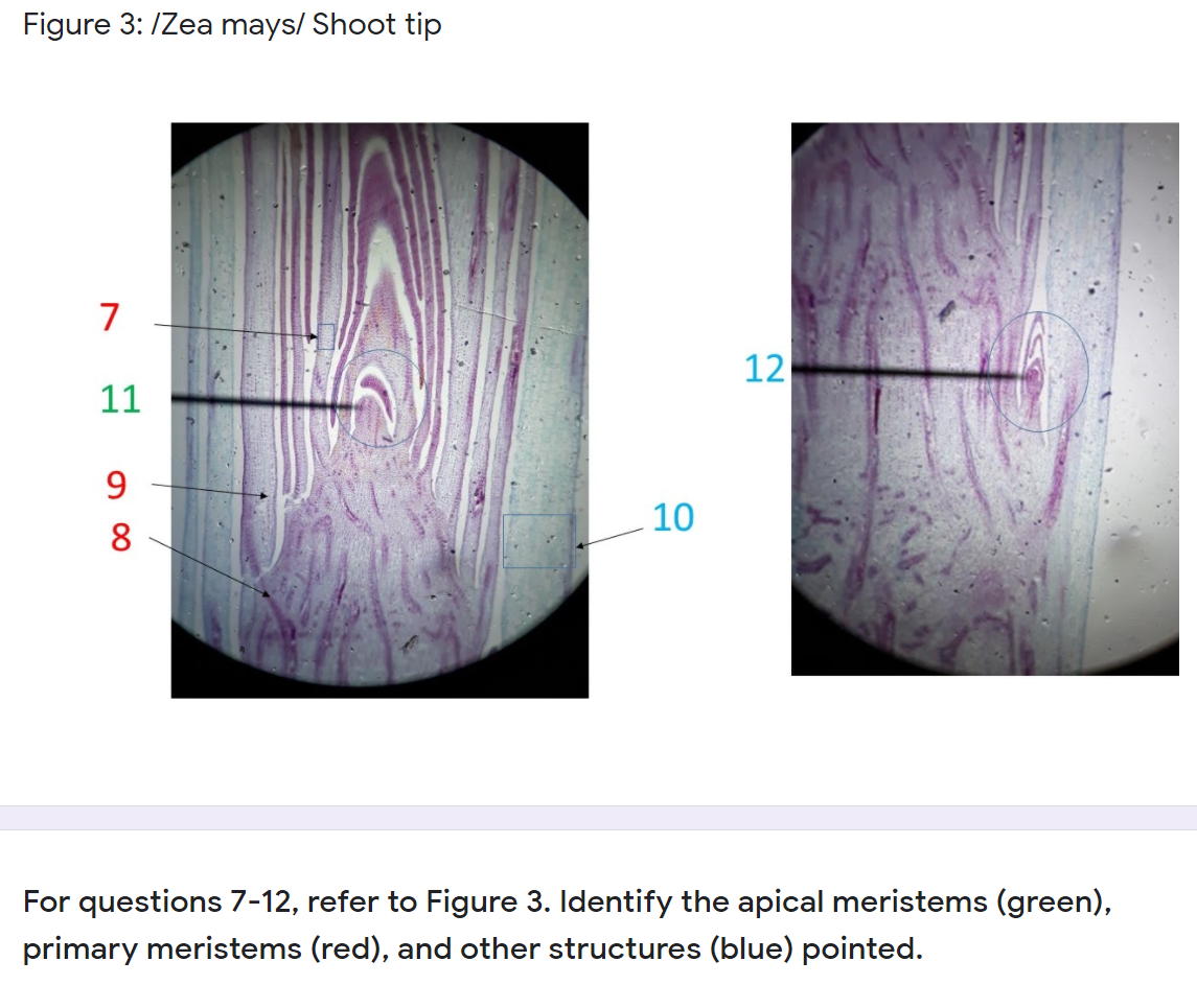 Figure 3: /Zea mays/ Shoot tip
7
12
11
9.
10
8.
For questions 7-12, refer to Figure 3. Identify the apical meristems (green),
primary meristems (red), and other structures (blue) pointed.
