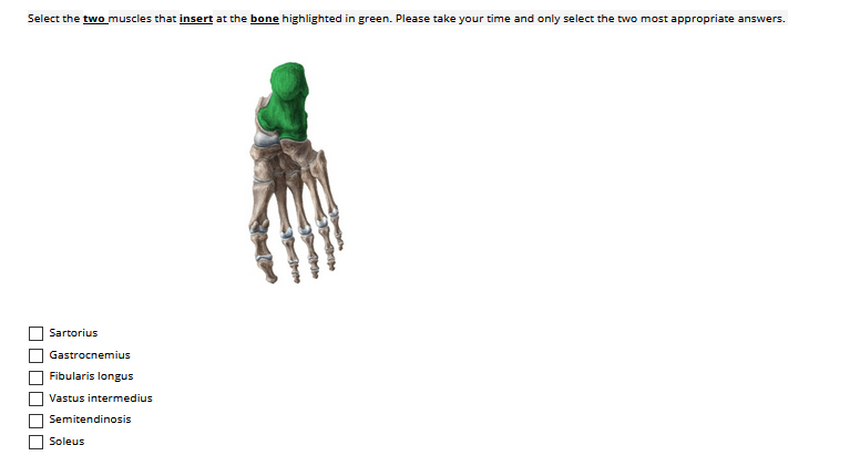 Select the two muscles that insert at the bone highlighted in green. Please take your time and only select the two most appropriate answers.
Sartorius
Gastrocnemius
Fibularis longus
Vastus intermedius
Semitendinosis
Soleus

