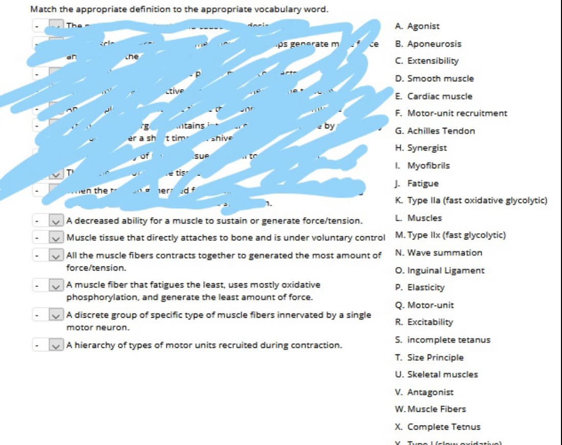 Match the appropriate definition to the appropriate vocabulary word.
The
derir
A. Agonist
ps generate m
B. Aponeurosis
ce
che
C. Extensibility
D. Smooth muscle
tive
E. Cardiac muscle
F. Motor-unit recruitment
rg
ntains i
by
G. Achilles Tendon
er a sh t tim
shive
H. Synergist
Sue
to
I. Myofibrils
e tis
J. Fatigue
en the
er: d
K. Type lla (fast oxidative glycolytic)
v A decreased ability for a muscle to sustain or generate force/tension.
L. Muscles
Muscle tissue that directly attaches to bone and is under voluntary control M. Type llx (fast glycolytic)
N. Wave summation
All the muscle fibers contracts together to generated the most amount of
force/tension.
O. Inguinal Ligament
A muscle fiber that fatigues the least, uses mostly oxidative
P. Elasticity
phosphorylation, and generate the least amount of force.
Q. Motor-unit
A discrete group of specific type of muscle fibers innervated by a single
R. Excitability
motor neuron.
S. incomplete tetanus
A hierarchy of types of motor units recruited during contraction.
T. Size Principle
U. Skeletal muscles
V. Antagonist
W. Muscle Fibers
X. Complete Tetnus
V Tyne Uelew oxidatue)
