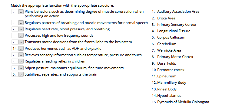 Match the appropriate function with the appropriate structure.
| Plans behaviors such as determining degree of muscle contraction when
performing an action
1. Auditory Association Area
2. Broca Area
|Regulates patterns of breathing and muscle movements for normal speech 3. Primary Sensory Cortex
Regulates heart rate, blood pressure, and breathing
4. Longitudinal Fissure
Processes high and low frequency sounds
5. Corpus Callosum
Transmits motor decisions from the frontal lobe to the brainstem
6. Cerebellum
| Produces hormones such as ADH and oxytoxic
| Recieves sensory information such as temperature, pressure and touch
| Regulates a feeding reflex in children
v Adjust posture, maintains equilibrium, fine tune
14.
7. Wernicke Area
8. Primary Motor Cortex
9. Dural Folds
6.
movements
10. Premotor cortex
5.
Stabilizes, separates, and supports the brain
11. Epineurium
12. Mammillary Body
13. Pineal Body
14. Hypothalamus
15. Pyramids of Medulla Oblongata
